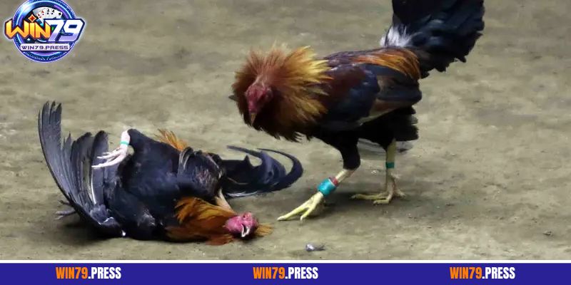 3 bí kíp hái ra tiền khi cược chọi gà cựa sắt