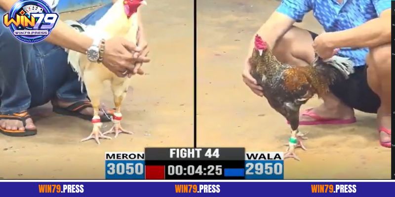 3 cửa cược chọi gà Thomo quen thuộc