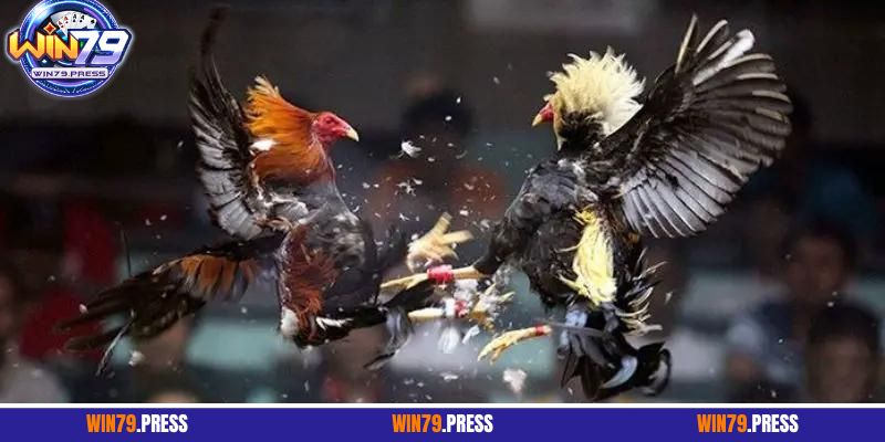 3 tips cá cược đá gà Thomo ăn đậm