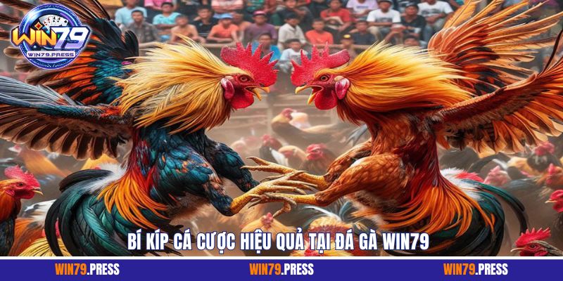 Bí kíp cá cược hiệu quả, tăng cơ hội thắng tại đá gà Win79