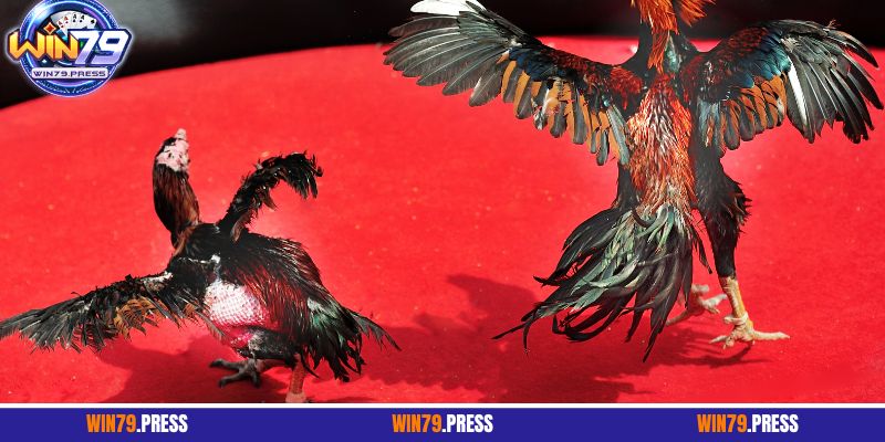 Bí kíp cược đá gà cựa tròn kiếm bộn tiền thưởng