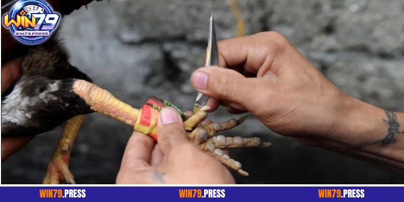 Đá gà cựa dao là gì?