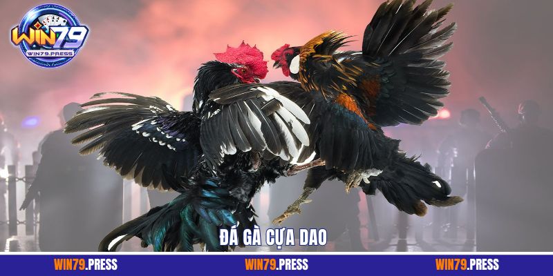 Đá gà cựa dao với lưỡi dao sắc bén và tỷ lệ thắng cao