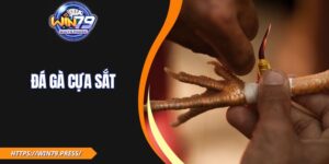 Đá Gà Cựa Sắt| Hướng Dẫn Chơi & Mẹo Thắng Lớn Mỗi Ngày