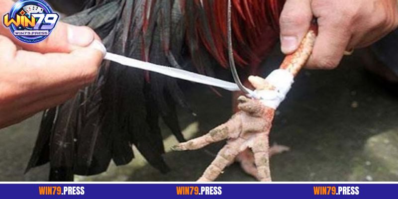 Đá gà cựa sắt là gì?