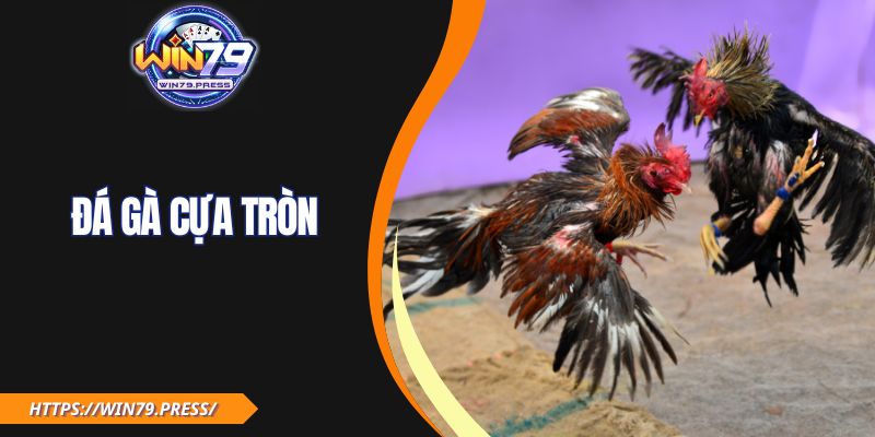 Đá Gà Cựa Tròn| Mẹo Chơi An Toàn, Hiệu Quả Cho Tân Binh