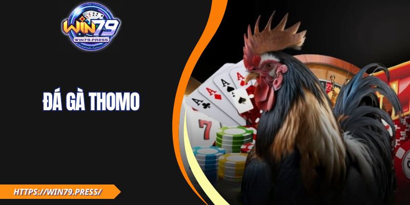 Đá Gà Thomo WIN79| Xem Miễn Phí, Cược Siêu Tốc Mỗi Ngày