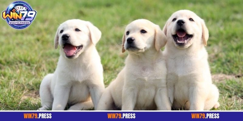 Hiểu rõ ý nghĩa khi người chơi lô đề thấy chó rượt