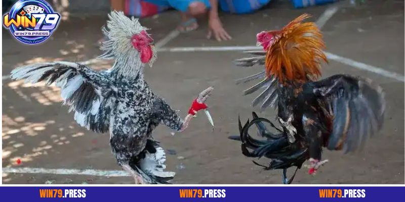 Luật chơi đá gà cựa dao chi tiết nhất