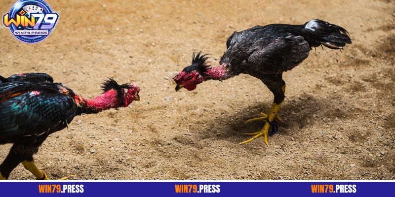 Luật cược chọi gà cựa tròn cụ thể