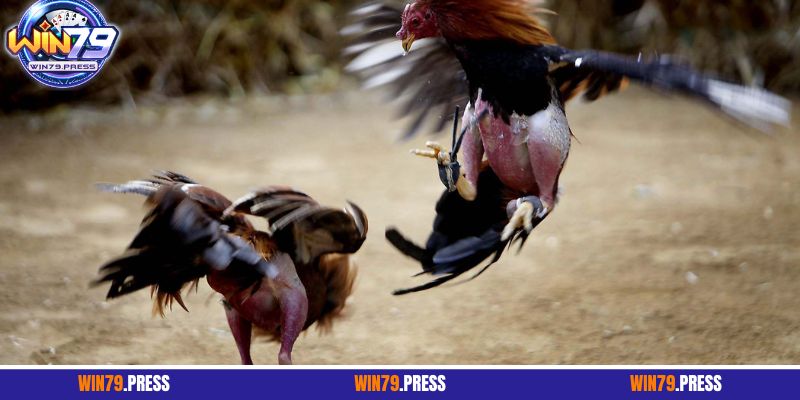 Luật cược đá gà cựa sắt chuẩn từ A - Z