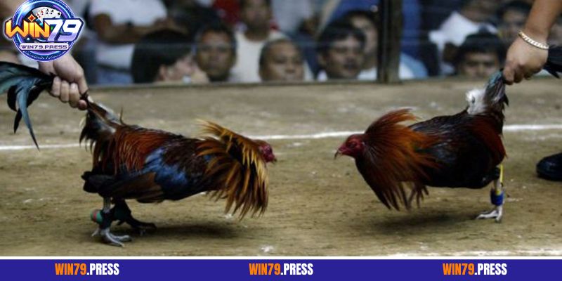 Mẹo cược đá gà cựa dao chuẩn cao thủ