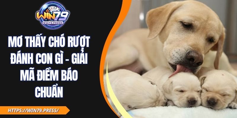 Mơ Thấy Chó Rượt Đánh Con Gì - Giải Mã Điềm Báo Chuẩn