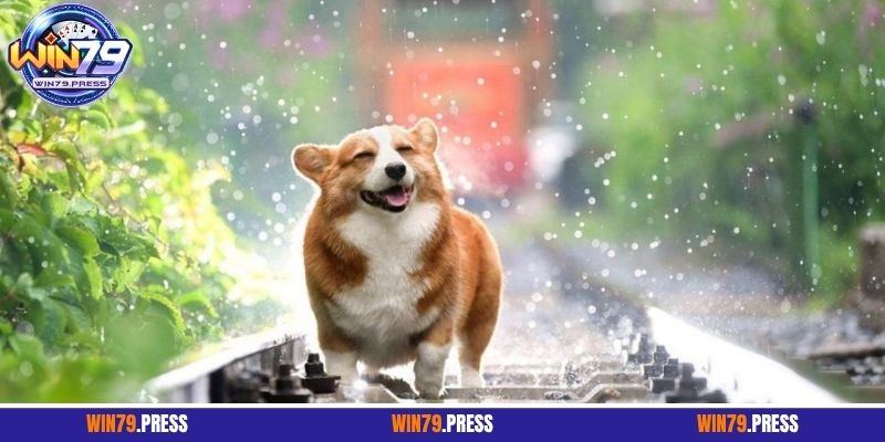 Những tình huống khi mơ thấy chó rượt đánh con gì