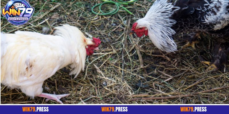 Tổng quan về đá gà cựa tròn