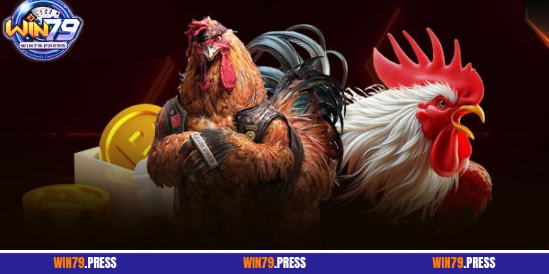 Tổng quan về đá gà Thomo Campuchia